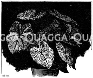 Caladium mit bunten Blättern Zeichnung/Illustration