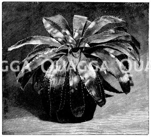 Leuchtende Nestrofette Zeichnung/Illustration