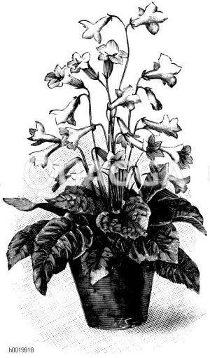 Drehfrucht-Hybride Zeichnung/Illustration