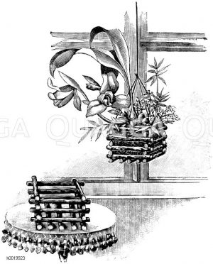 Skinners Lycaste Zeichnung/Illustration