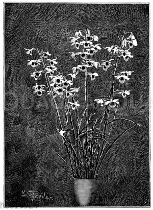 Zierliches Dendrobium [Digital]