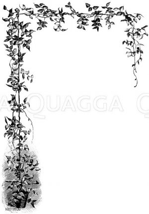 Spargelähnliches Myrtenblatt Zeichnung/Illustration