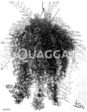 Sprengers Zierspargel Zeichnung/Illustration