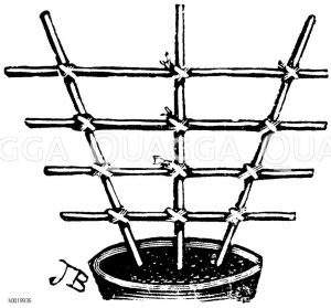 Fächerförmiges Gestell für Schlingpflanzen Zeichnung/Illustration