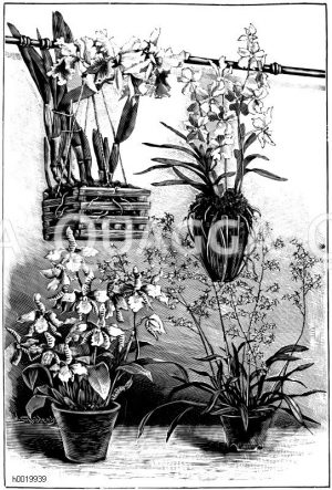 Orchideen Zeichnung/Illustration