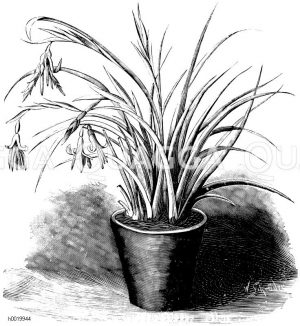 Nickende Billbergie Zeichnung/Illustration