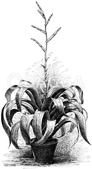 Saunders Vriefea Zeichnung/Illustration