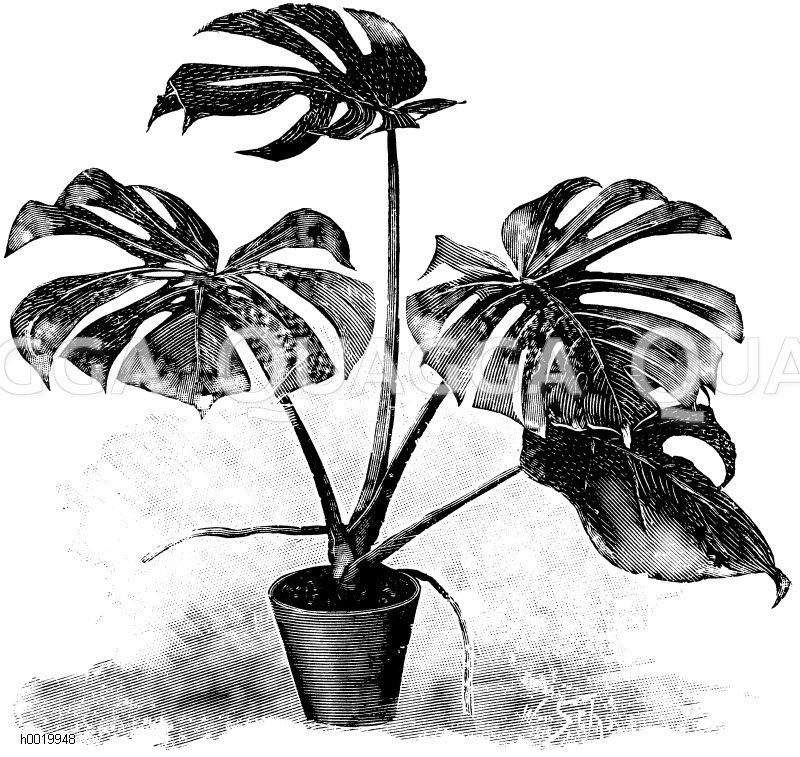 Köstliche Monstera Zeichnung/Illustration