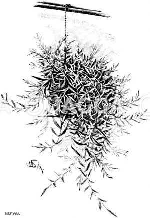 Dickblättrige Schleierblume Zeichnung/Illustration
