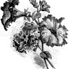 Petunien mit gefransten Blumen Zeichnung/Illustration