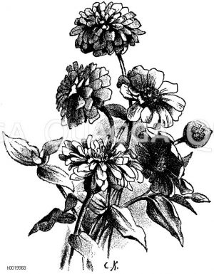 Gefüllte und einfache Zinnia Zeichnung/Illustration