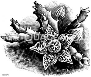 Bunter Aaspflanze Zeichnung/Illustration