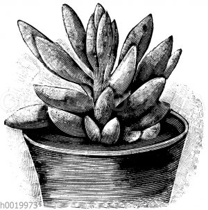 Weißgraue Kleinie [Digital]