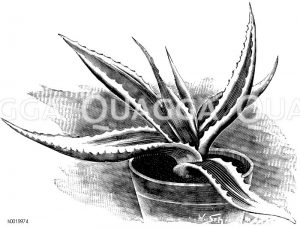 Gelbbuntblättrige bemalte Agave Zeichnung/Illustration