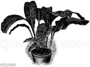 Zebrastreifende Maranta [Digital]