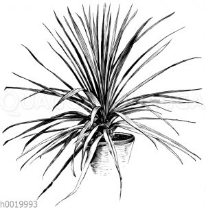 Ungeteilter Keulenbaum [Digital]