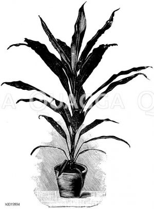 Rosenroter gipfelständiger Keulenbaum Zeichnung/Illustration
