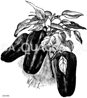 Spanischer Pfeffer Zeichnung/Illustration