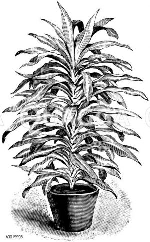 Massangs Drachenbaum Zeichnung/Illustration
