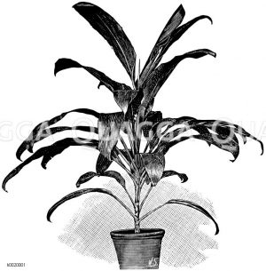 Kaiserlicher Keulenbaum Zeichnung/Illustration
