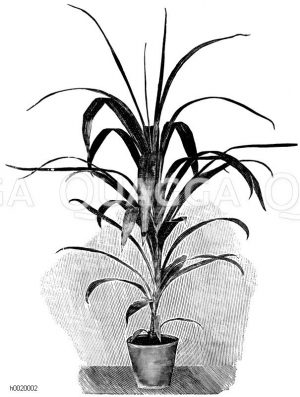 Bruants Keulenbaum Zeichnung/Illustration