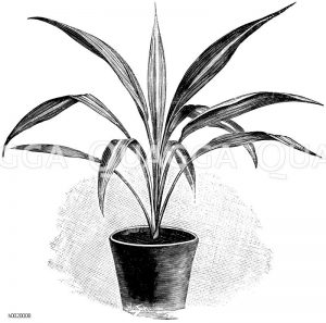 Buntblättrige Rüssellilie Zeichnung/Illustration