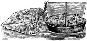 Veranschaulichung der Vermehrung der Blattbegonien Zeichnung/Illustration