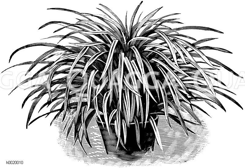 Bunter Jaburan-Schlangenbart Zeichnung/Illustration