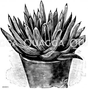 Königin Victoria-Agave Zeichnung/Illustration