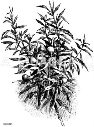 Korallenkirsche Zeichnung/Illustration