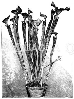 Gelbliche Sarracenie Zeichnung/Illustration