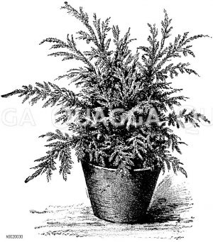 Emmels Selaginella Zeichnung/Illustration