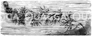 Karolinische Haarnixe Zeichnung/Illustration