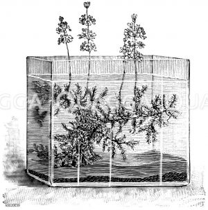 Quallenmoos Zeichnung/Illustration