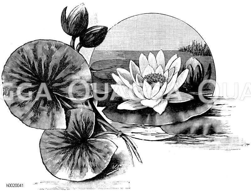 Gelbblühende Seerose Zeichnung/Illustration