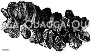 Schwimmende Salvinie