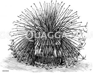 Sprossenbildendes Frauenhaar Zeichnung/Illustration