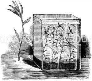 Seegrasblättrige Heteranthera