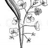 Blatt und Blüten des chinesischen Pfeilkrautes Zeichnung/Illustration