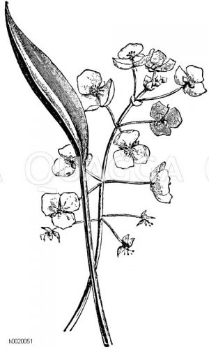 Blatt und Blüten des chinesischen Pfeilkrautes Zeichnung/Illustration