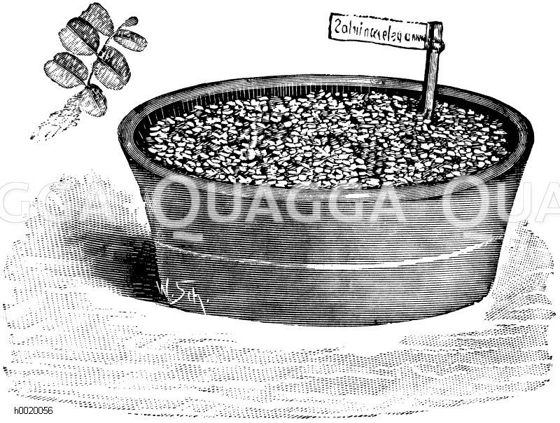 Elegante Salvinie Zeichnung/Illustration