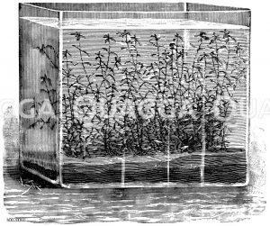 Frühlingswasserstern in einem Aquarium Zeichnung/Illustration
