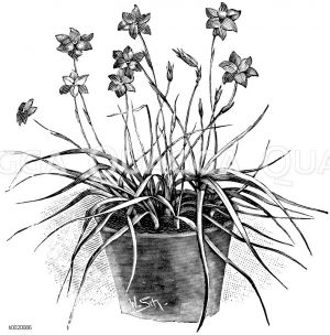 Dreifaltigkeitslilie Zeichnung/Illustration