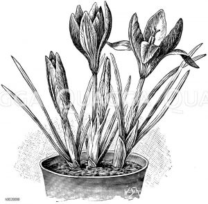 Crocus Imperati Zeichnung/Illustration