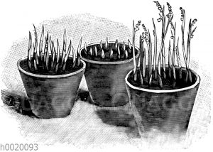 Treibmaiblumen in verschiedenen Entwicklungsstadien [Digital]