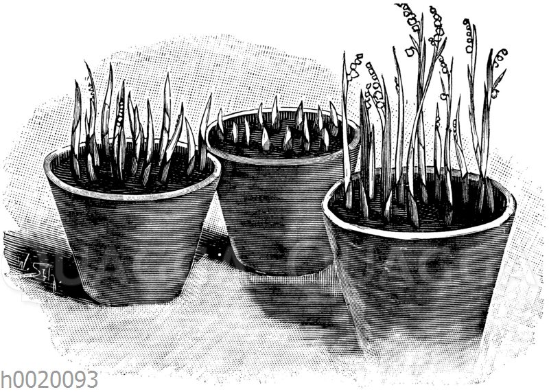 Treibmaiblumen in verschiedenen Entwicklungsstadien [Digital]