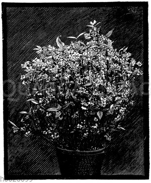 Zierliche Deutzie [Digital]