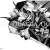 Safranblüten Zeichnung/Illustration