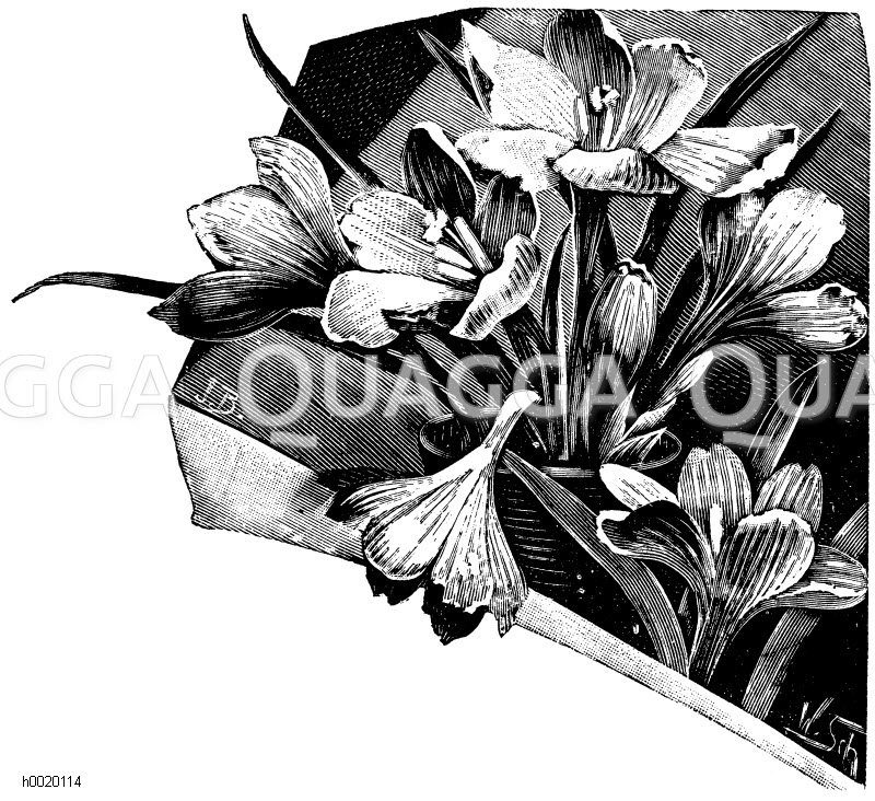 Safranblüten Zeichnung/Illustration