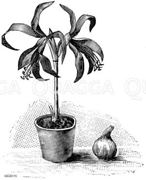 Schönste Sprekelie Zeichnung/Illustration